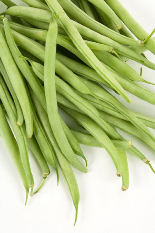 Contender Bush Bean, 50 Heirloom Seeds Per Packet, Non GMO Seeds