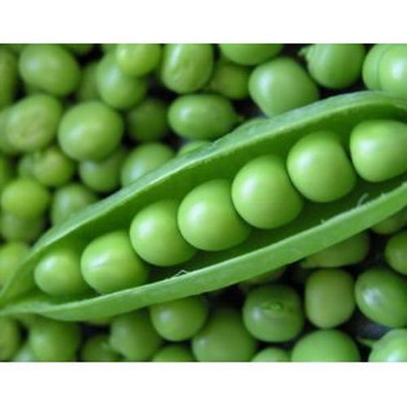 Early Frosty Pea Seeds, 50+ Heirloom Seeds Per Packet, Non GMO Seeds, Botanical Name: Pisum sativum