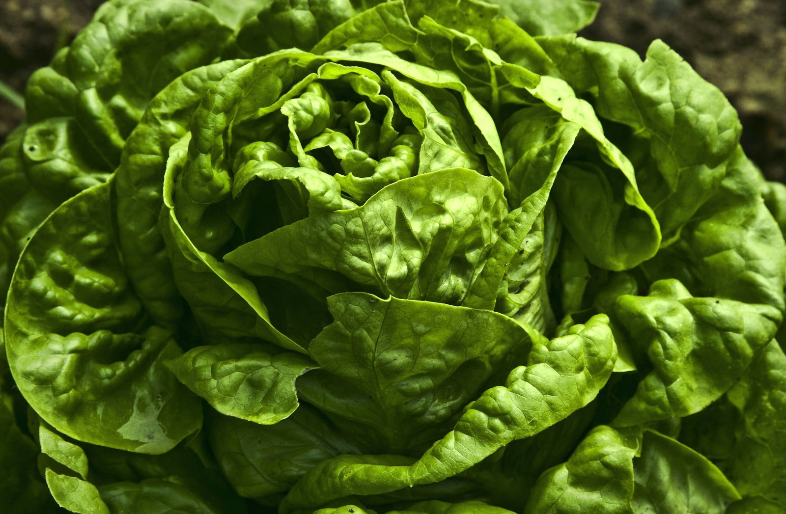 Great Lakes Batavian Lettuce, 1000 Heirloom Seeds Per Packet, Non GMO Seeds