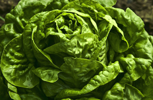Great Lakes Batavian Lettuce, 1000 Heirloom Seeds Per Packet, Non GMO Seeds