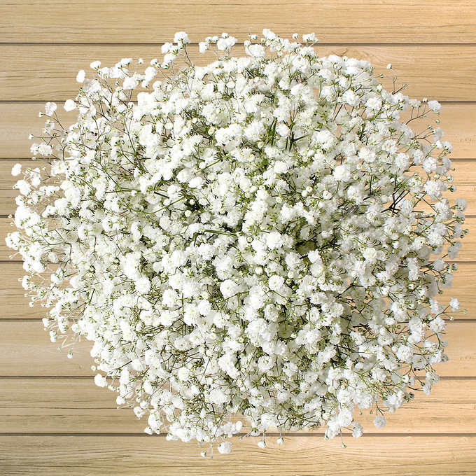 Seed Needs, White Baby's Breath Seeds - 2,000 Heirloom Wildflower Seeds for  Planting Gyposophila elegans - Perfect for Bouquets & Floral Arrangements
