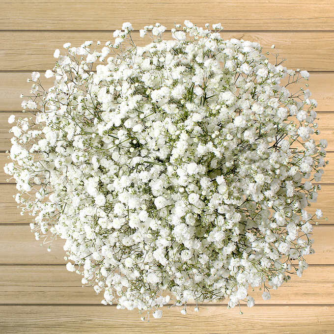 Baby's Breath Flowers, 2000 Flower Seeds Per Packet