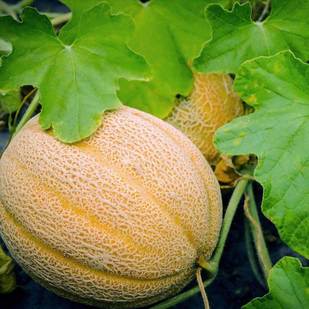 Hales Best Jumbo Canteloupe, 50 Heirloom Seeds Per Packet, Non GMO Seeds