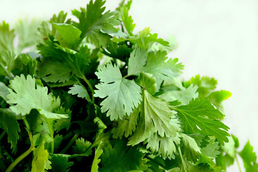 Cilantro Herb, 500 Heirloom Seeds Per Packet, Non GMO Seeds