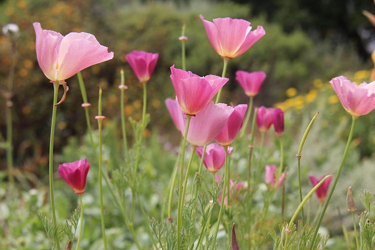 California Purple Gleam Poppy, 1000 Flower Seeds Per Packet