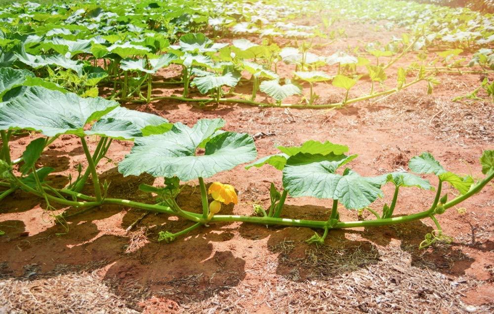 Jack Be Little Pumpkin Seeds, 10 Heirloom Seeds Per Packet, Non GMO Seeds, Botanical Name: Cucurbita Maxima