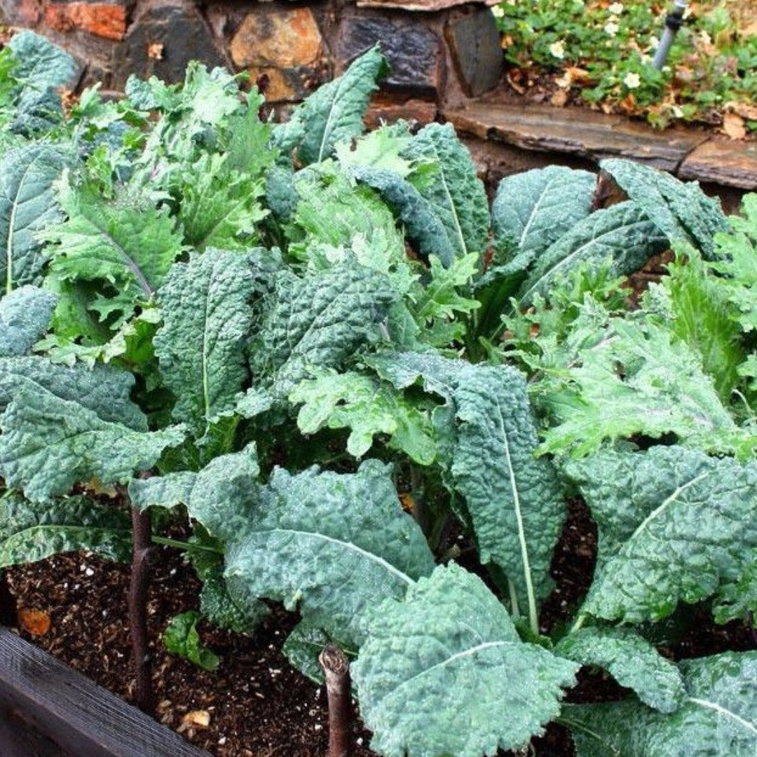 plant kale seeds Kale Forage Premier, 1000 Heirloom Seeds Per Packet, Non GMO Seeds