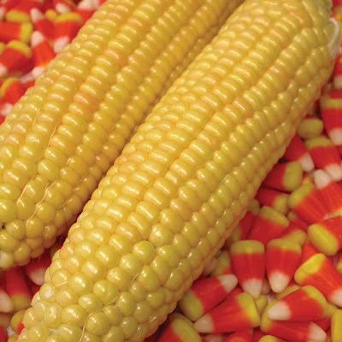 Kandy Corn Seeds, 25 Heirloom Seeds Per Packet, Non GMO Seeds, Botanical Name: Zea mays