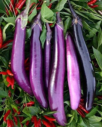 Slim Purple Eggplant, 30 Seeds Per Packet, Non GMO Seeds
