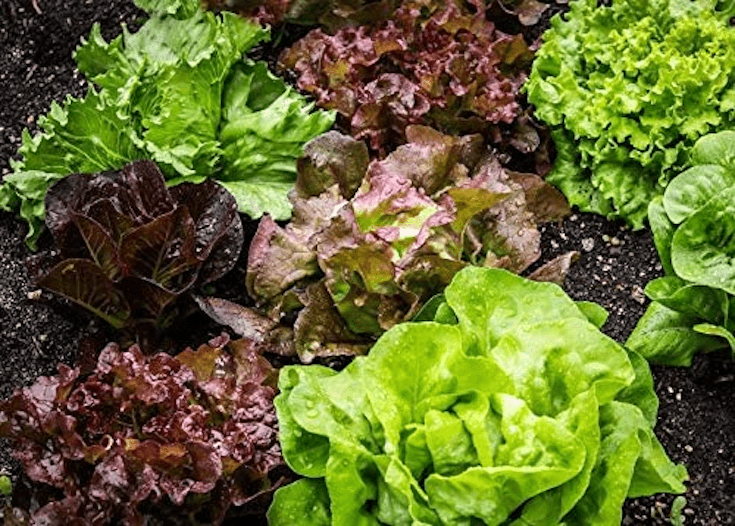 Mixed Greens Lettuce Variety, 500 Heirloom Seeds Per Packet, Non GMO Seeds