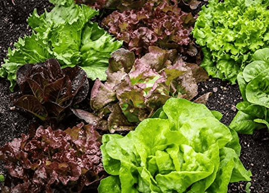 Mixed Greens Lettuce Variety, 500 Heirloom Seeds Per Packet, Non GMO Seeds