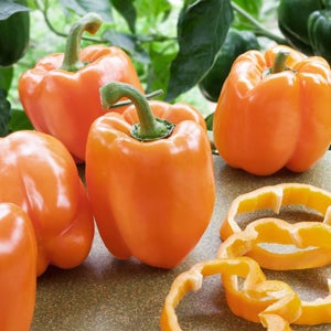 Orange Sun Sweet Pepper Seeds, 100 Heirloom Seeds Per Packet, Non GMO Seeds, Botanical Name: Capsicum annuum