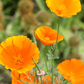 Orange California Poppy Seeds, 1500 Flower Seeds Per Packet, Non GMO & Heirloom Seeds, Scientific Name: Eschscholzia californica
