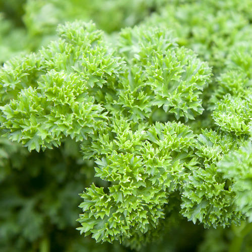 Triple Curled Parsley, 250 Heirloom Seeds Per Packet, Non GMO Seeds