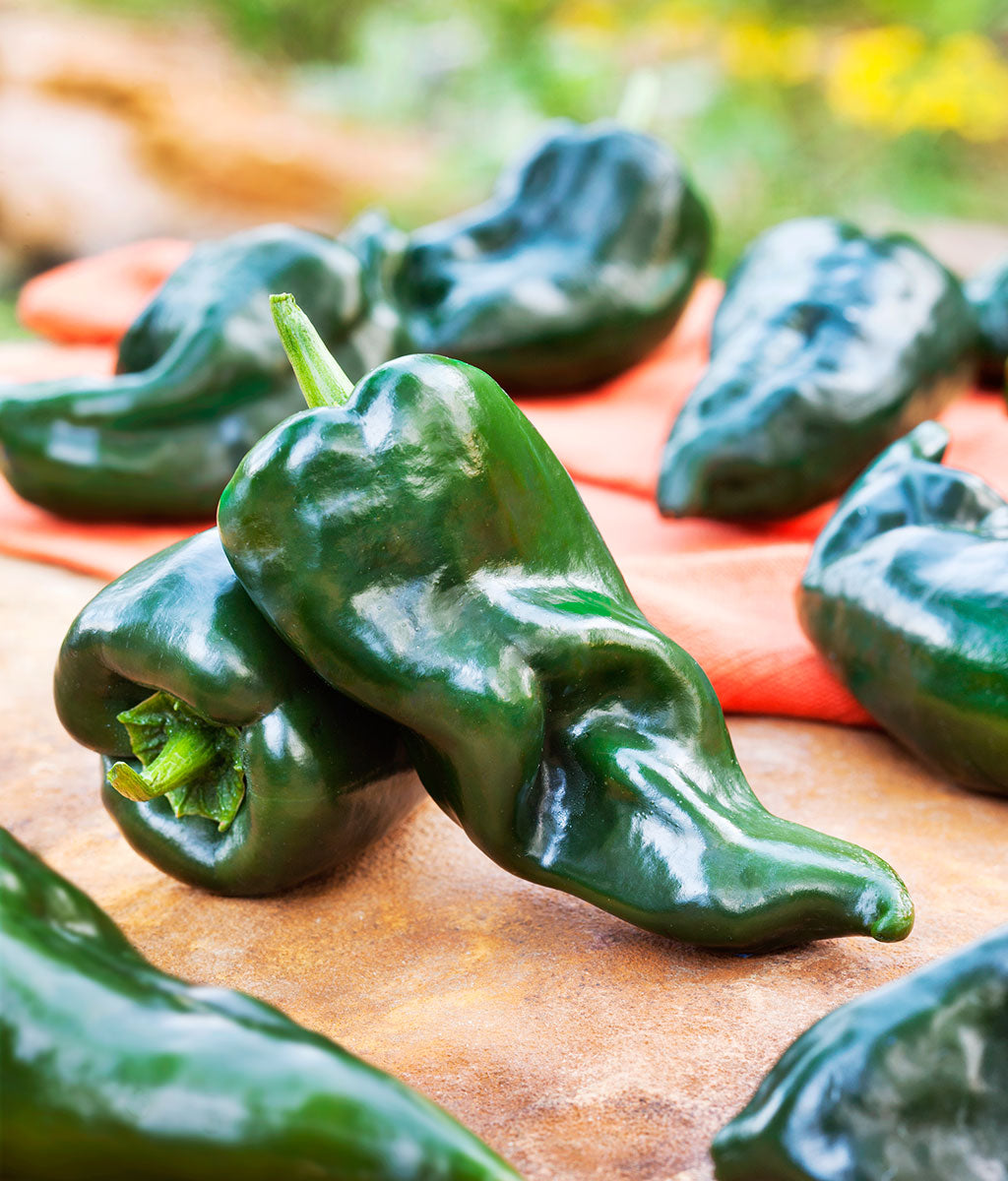 Ancho Hot Pepper Poblano , 50 Heirloom Seeds Per Packet, Non GMO Seeds