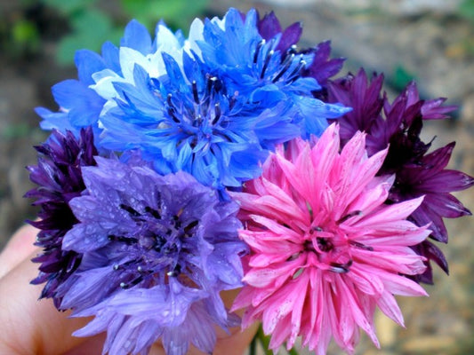 Bachelor Button Polka Dot, 200 Flower Seeds Per Order