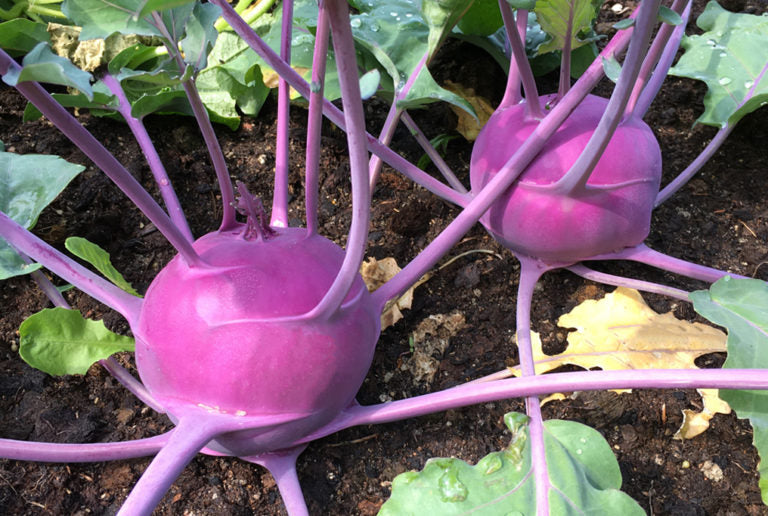 Purple Vienna Kohlrabi Seeds, 300+ Heirloom Seeds Per Packet, Non GMO Seeds