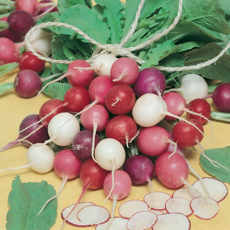 Easter Egg Blend Radish Seed, 250 Heirloom Seeds Per Packet, Non GMO Seeds