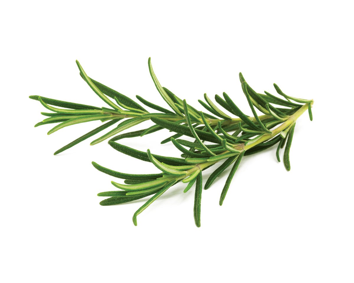 Rosemary Herb, 250 Heirloom Seeds Per Packet, Non GMO Seeds