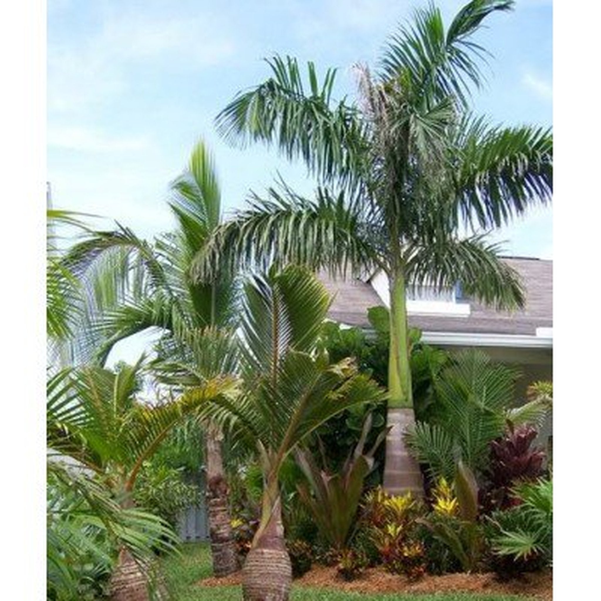 planting royal palm trees Royal Palm Tree Seeds, 20 Heirloom Seeds Per Packet, Non GMO Seeds