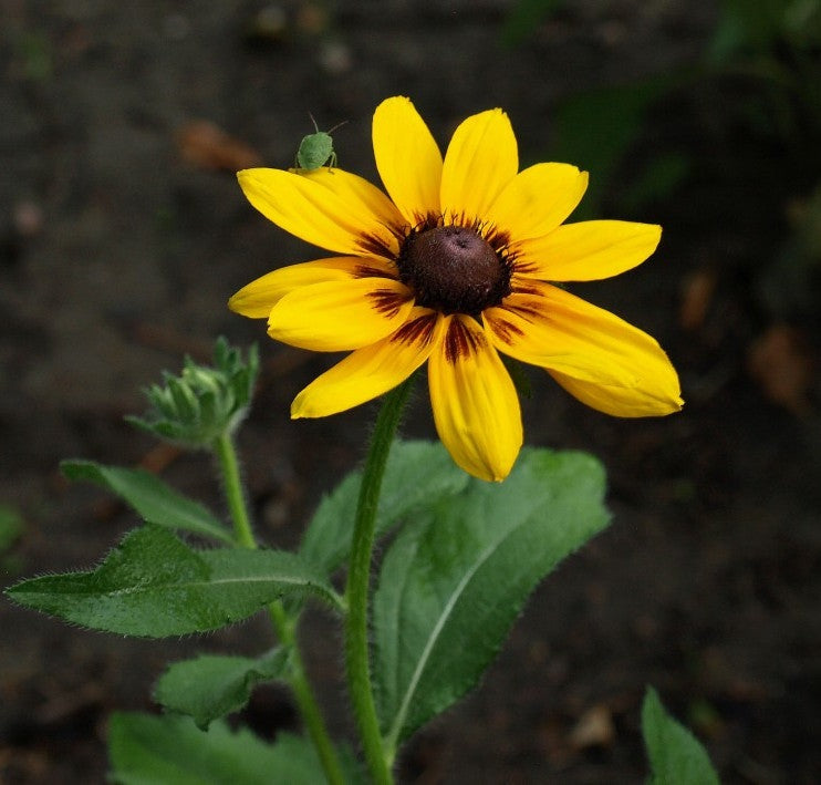 black eyed susan seeds from flower Brown-Eyed Susan, 3000 Flower Seeds Per Packet – Isla's Garden
