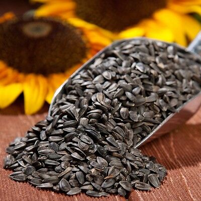 Black Oil Sunflower Seeds, 150 Flower Seeds Per Packet