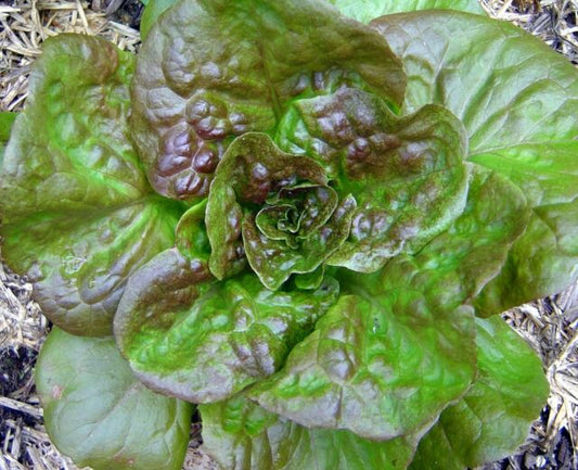 Bronze Mignonette Butterhead Lettuce Seeds, 1000 Heirloom Seeds Per Packet, Non GMO Seeds