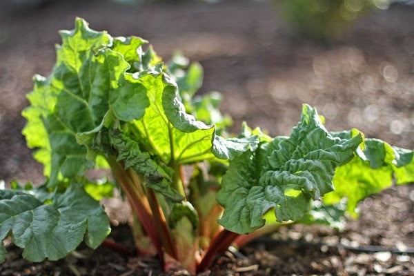 Victoria Rhubarb Seed, 75 Heirloom Seeds Per Packet, Non GMO Seeds