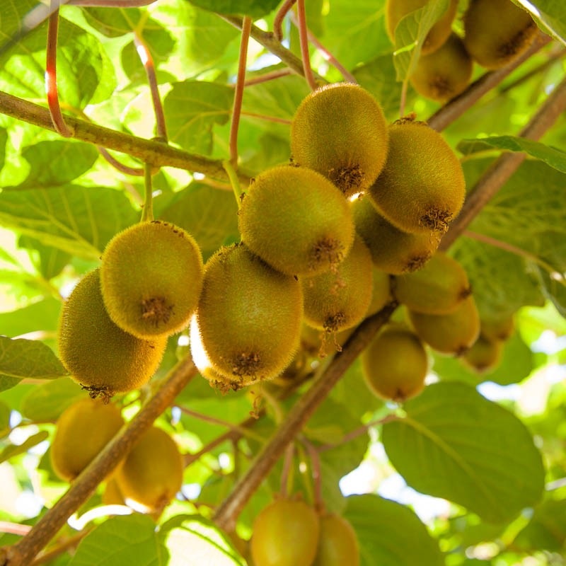 planting kiwi seeds from fruit Kiwi, Vine Fruit Plant, 30 Seeds Per Packet