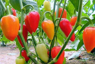 Santa Fe Grande Hot Pepper Seeds, 50+ Heirloom Seeds Per Packet, Non GMO Seeds