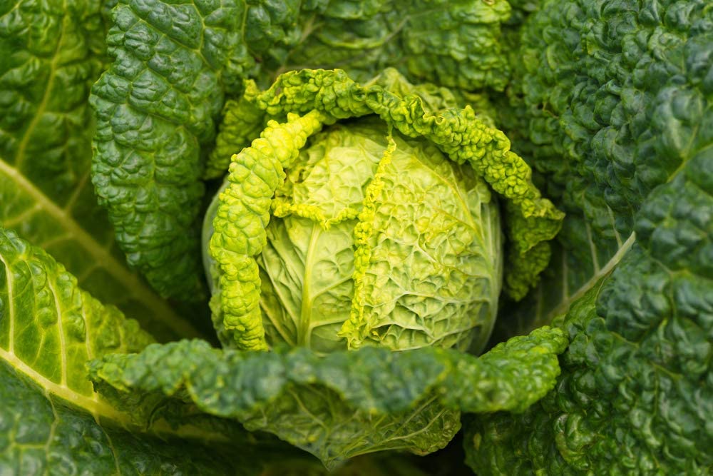 Savoy Cabbage Seeds, 500 Heirloom Seeds Per Packet, Non GMO Seeds