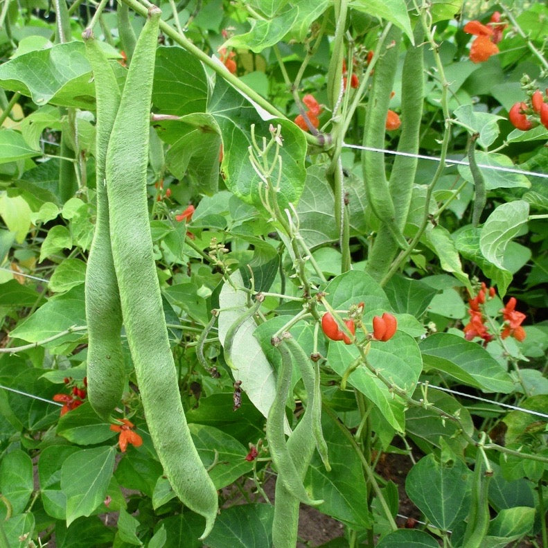 Scarlet Runner Pole Bean, 25 Heirloom Seeds Per Packet, Non GMO Seeds