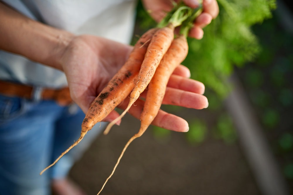 Tendersweet Carrot Seeds, 1200+ Heirloom Seeds Per Packet, Non GMO Seeds, Botanical Name: Daucus Carrota