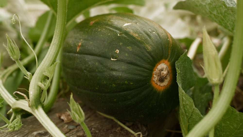 Tatume Squash, 30 Heirloom Seeds Per Packet, Non GMO Seeds