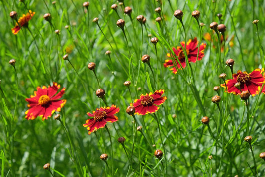 Red Coreopsis Plains Semi-Dwarf, 1500 Heirloom Seeds Per Packet, Non GMO Seeds