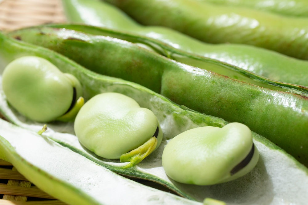 Fava Broad Windsor Bean Seeds, 20 Heirloom Seeds Per Packet, Non GMO Seeds