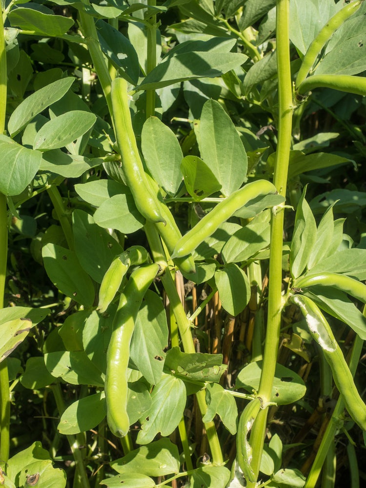 Fava Broad Windsor Bean Seeds, 20 Heirloom Seeds Per Packet, Non GMO Seeds