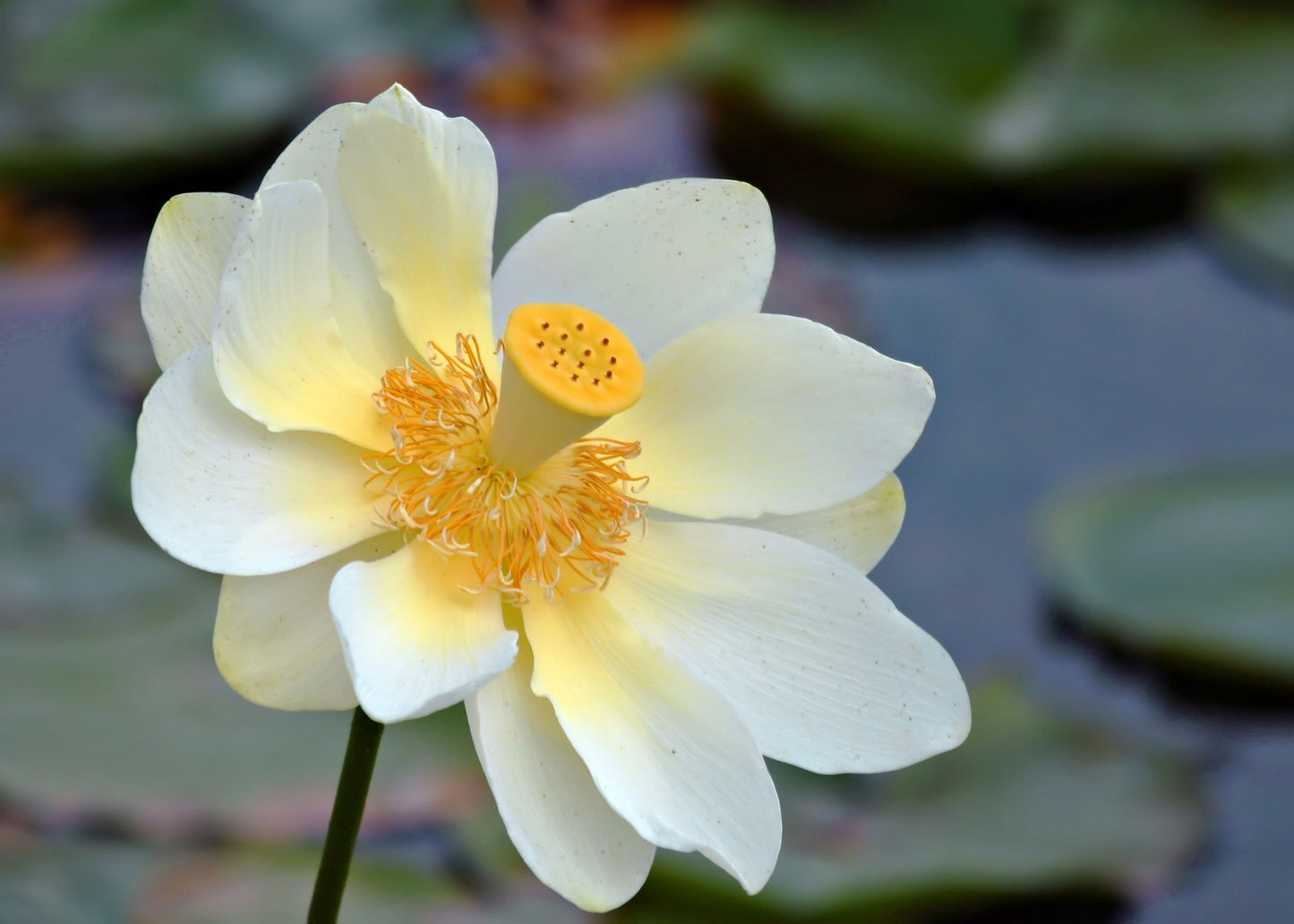 American Lotus Aquatic Flower, 5 Seeds Per Packet