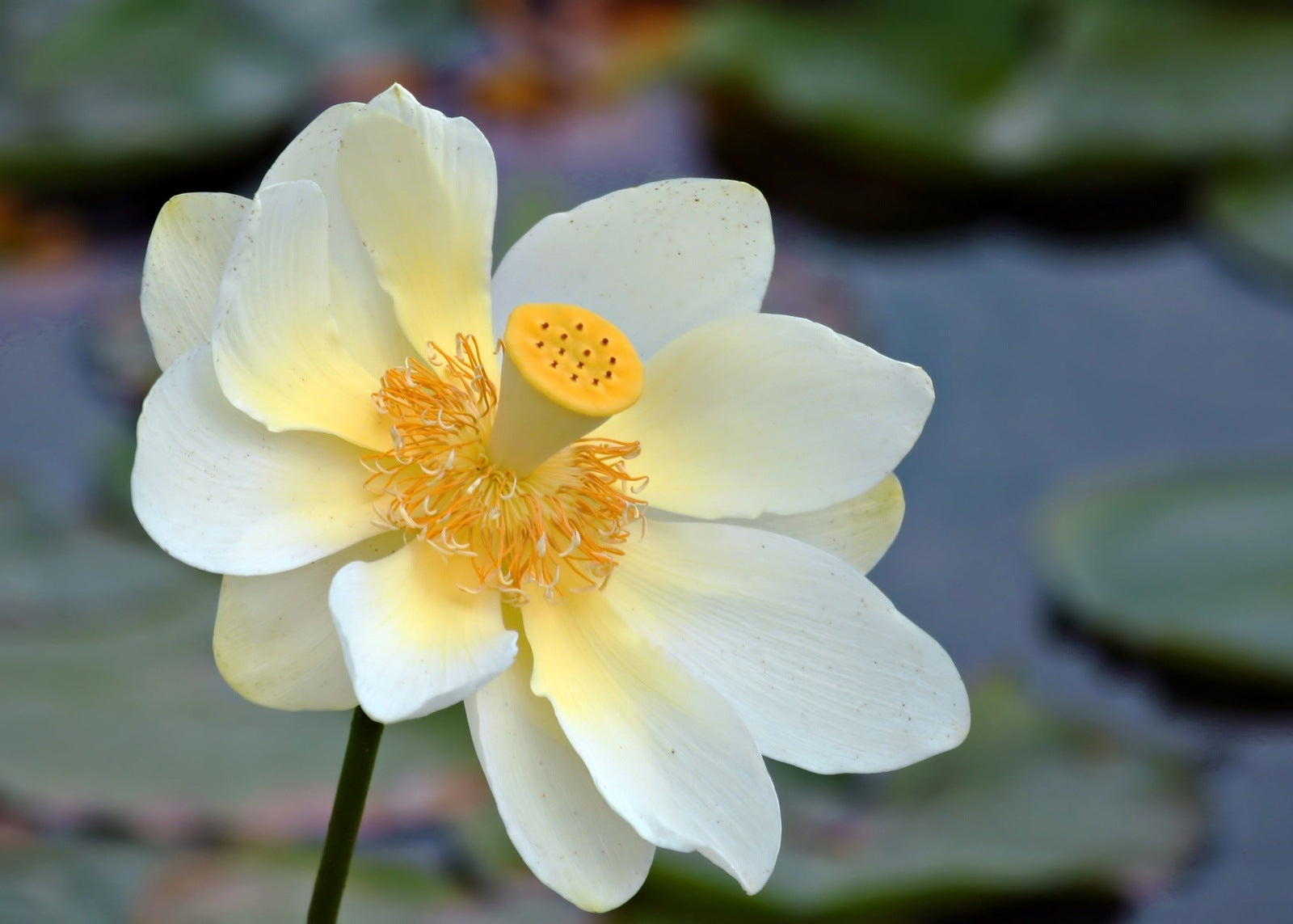 American Lotus Aquatic Flower, 5 Seeds Per Packet