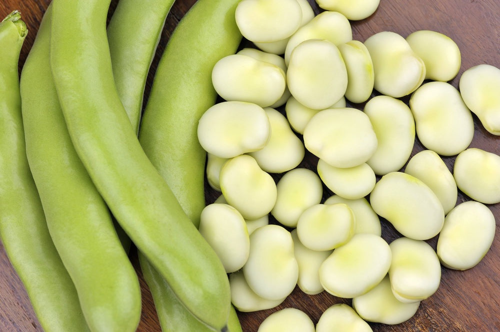 Fava Broad Windsor Bean Seeds, 20 Heirloom Seeds Per Packet, Non GMO Seeds