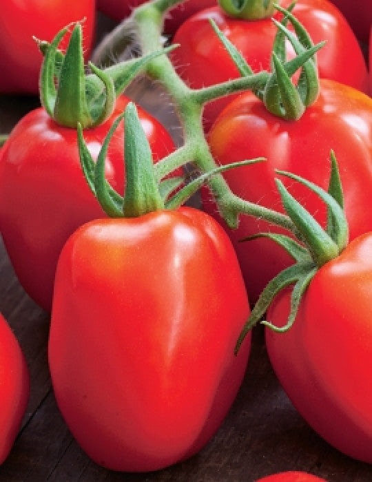 Roma Heirloom Tomato Seeds, 300 Heirloom Seeds Per Packet, Non GMO Seeds, Botanical Name: Solanum lycopersicum