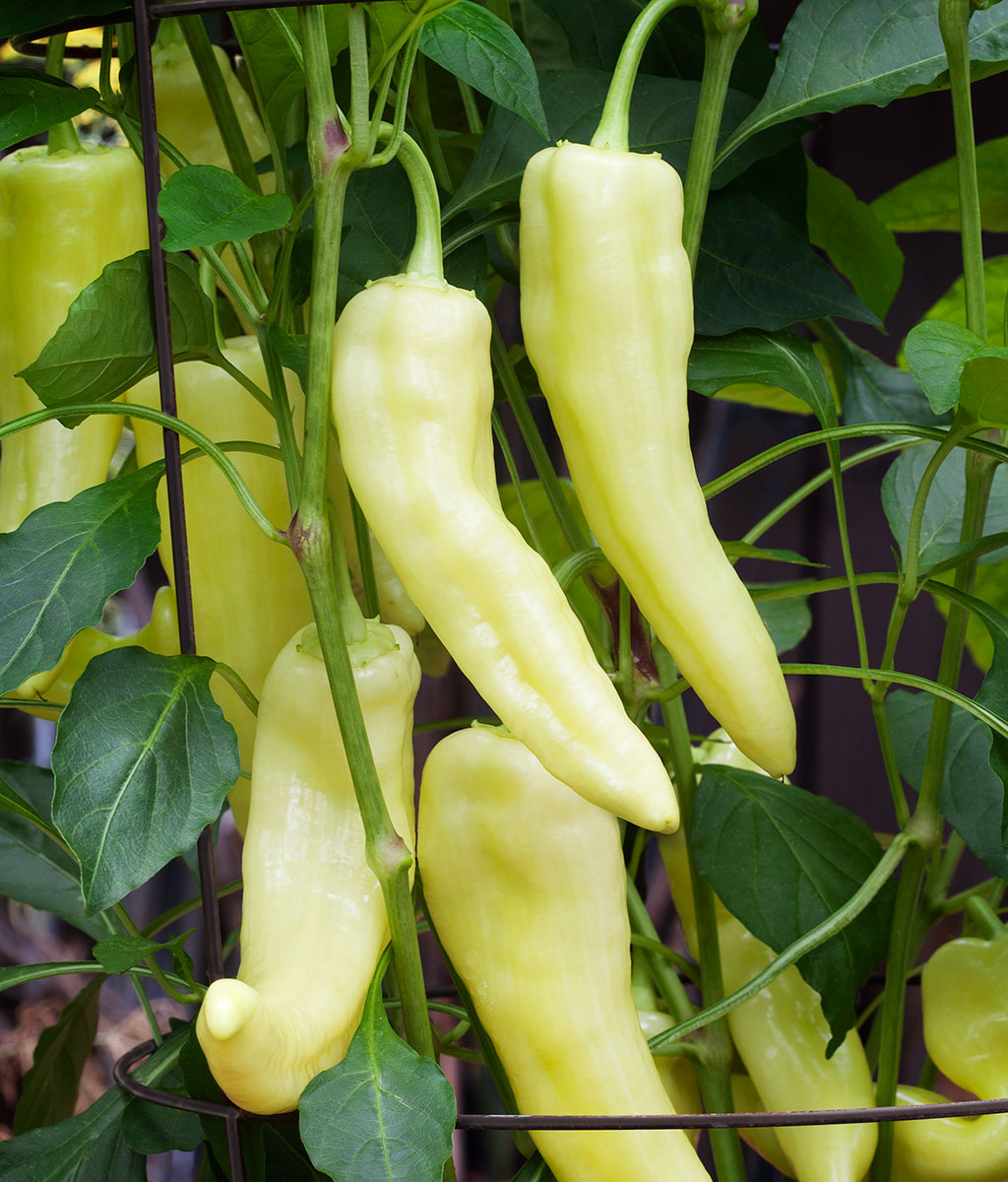 Banana Pepper Seeds, 100 Heirloom Seeds Per Packet, Non GMO Seeds
