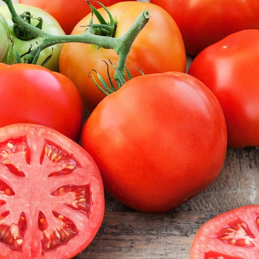 Ace 55 Heirloom Tomato Seeds, 150 Seeds Per Packet, Non GMO Seeds