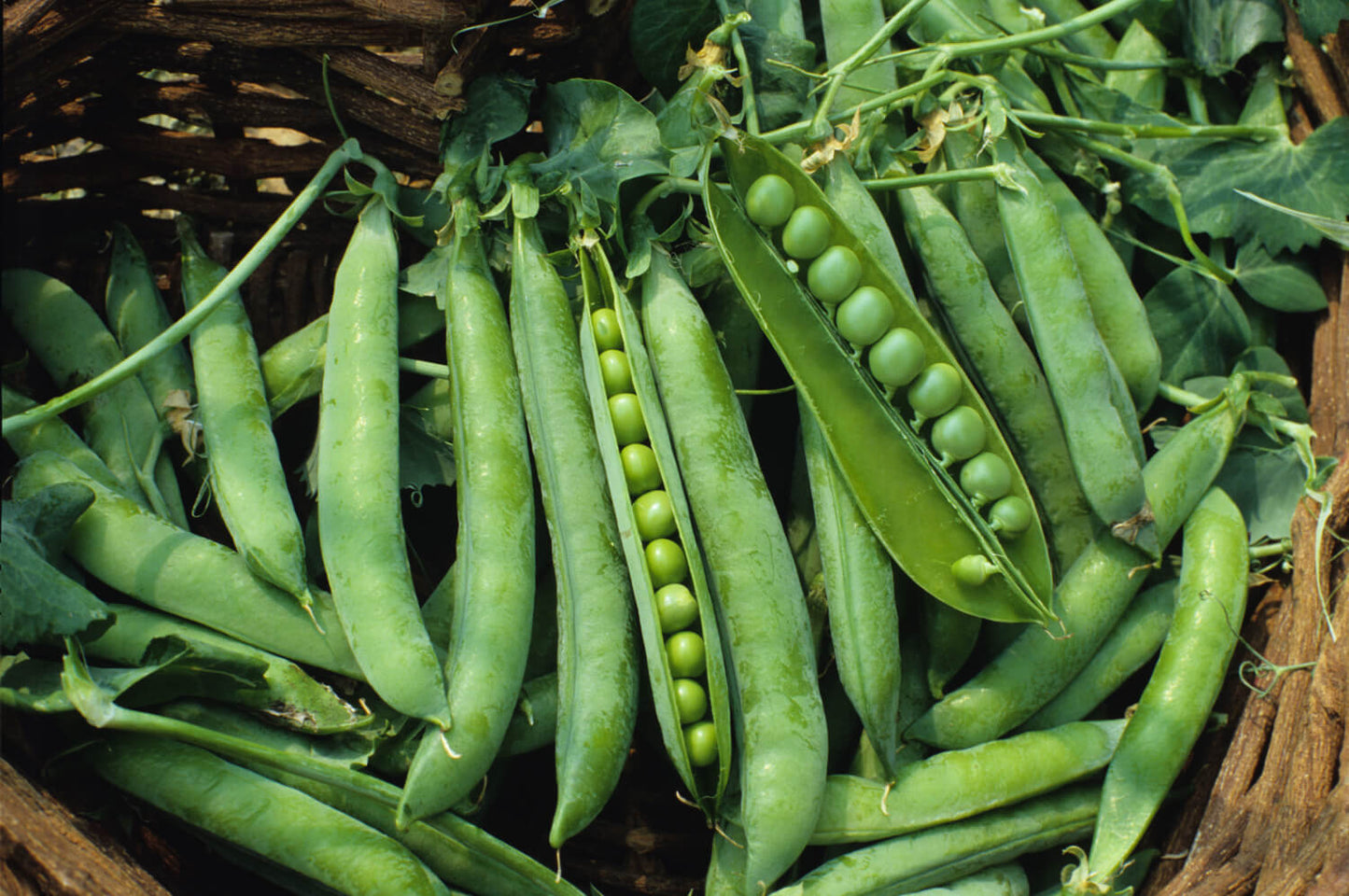 Green Arrow Garden Pea, 50 Heirloom Seeds Per Packet, Non GMO Seeds