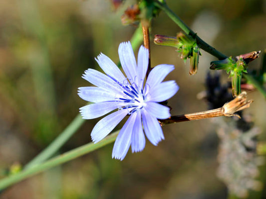Chicory Trigger, 1500 Flower Seeds Per Packet