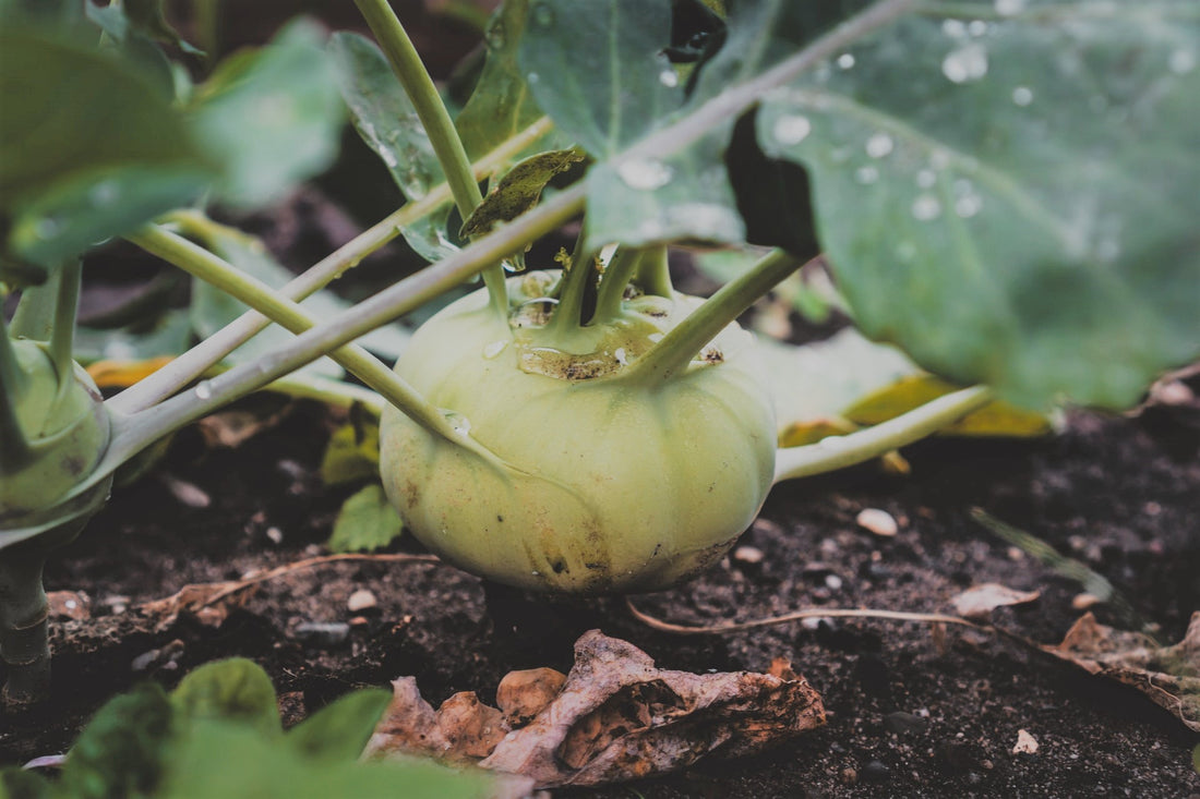 Kohlrabi: What Is This Unusual Vegetable and How To Grow It