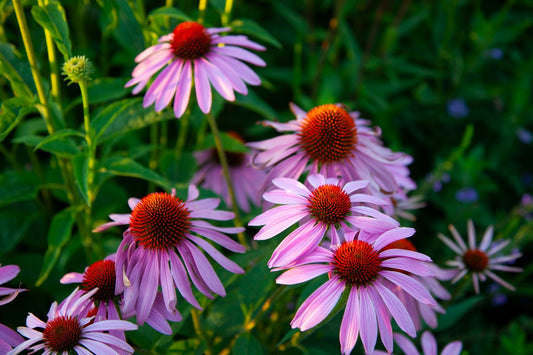 Simple Ways to Add Late-Season Blooms to Perennial Beds