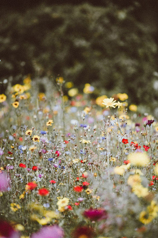 The Best Time to Plant Wildflowers