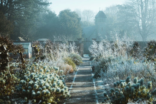Your Winter Garden Can Save Local Wildlife: Protecting Birds, Insects, and Wildlife During Winter