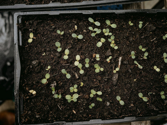 Spring Garden Preparation Guide and Tips